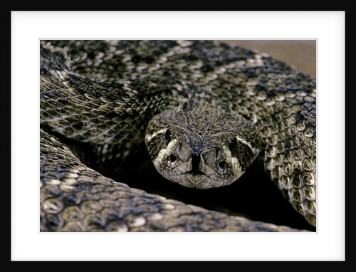 Crotalus atrox (Western diamondback rattlesnake) by Anonymous