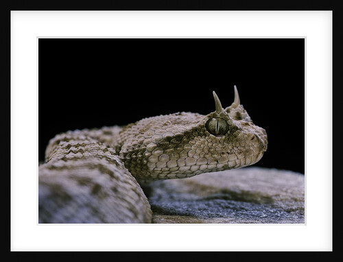 Cerastes cerastes (horned viper) by Anonymous