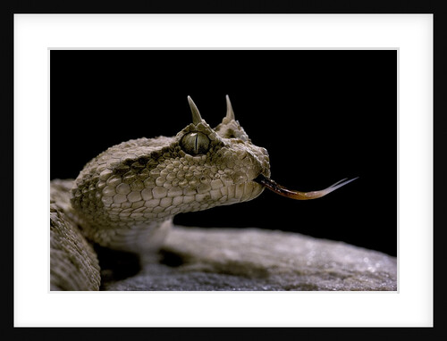 Cerastes cerastes (horned viper) by Anonymous