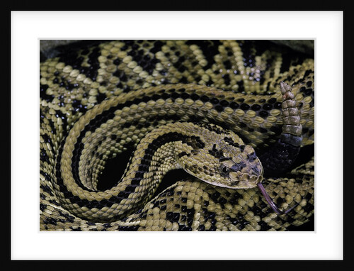 Crotalus durissus durissus (cascabel rattlesnake) by Anonymous
