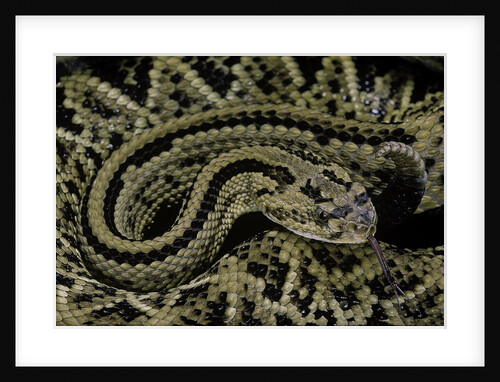 Crotalus durissus durissus (cascabel rattlesnake) by Anonymous