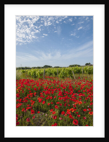 Vineyards near Ettore e Infersa Salt works area by Anonymous