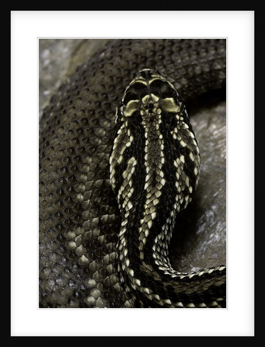 Crotalus durissus terrificus (cascabel or South american rattlesnake) by Anonymous