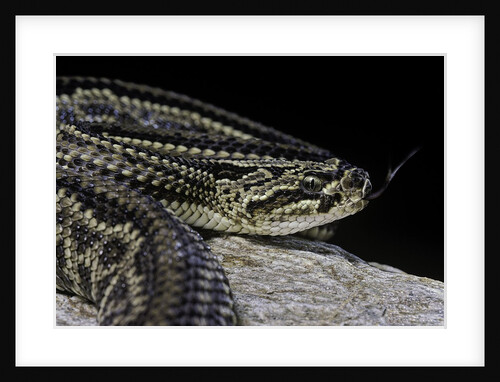 Crotalus durissus terrificus (cascabel or South american rattlesnake) by Anonymous