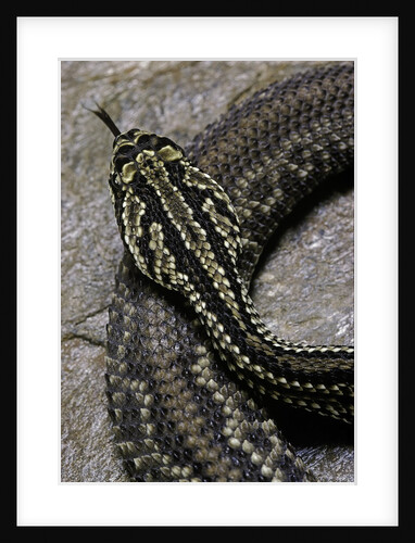 Crotalus durissus terrificus (cascabel or South american rattlesnake) by Anonymous