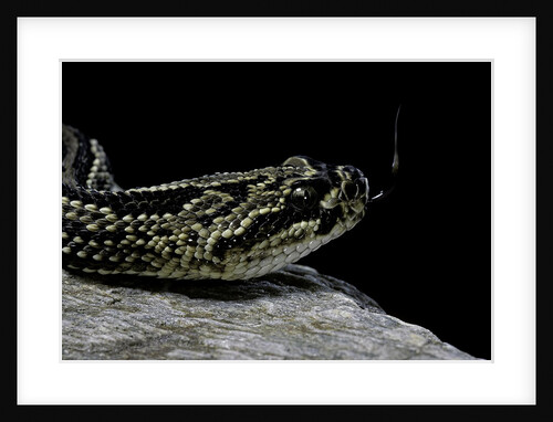 Crotalus durissus terrificus (cascabel or South american rattlesnake) by Anonymous