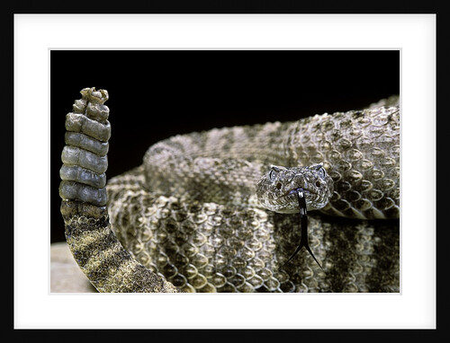Crotalus tigris (tiger rattlesnake) by Anonymous