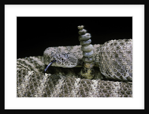 Crotalus tigris (tiger rattlesnake) by Anonymous