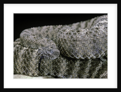 Crotalus tigris (tiger rattlesnake) by Anonymous