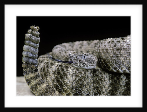 Crotalus tigris (tiger rattlesnake) by Anonymous
