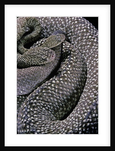 Crotalus vegrandis (urocoan rattlesnake) by Anonymous