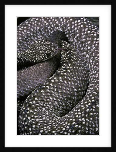 Crotalus vegrandis (urocoan rattlesnake) by Anonymous