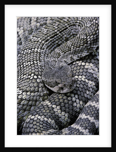 Crotalus viridis ( prairie rattlesnake) by Anonymous