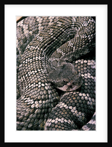 Crotalus viridis ( prairie rattlesnake) by Anonymous