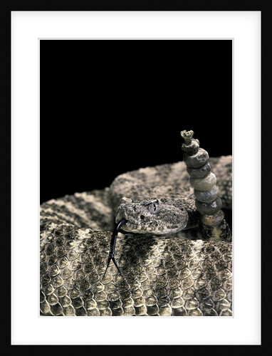 Crotalus tigris (tiger rattlesnake) by Anonymous