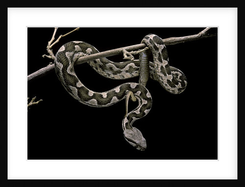 Daboia lebetina mauritanica (moorish viper) by Anonymous
