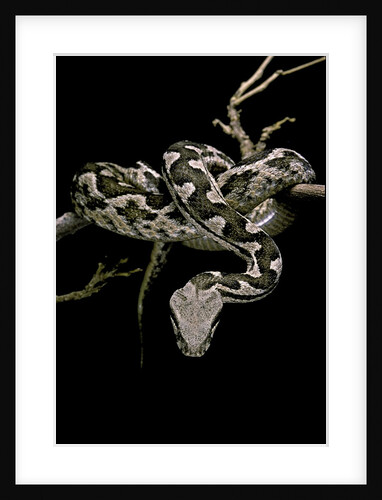 Daboia lebetina mauritanica (moorish viper) by Anonymous