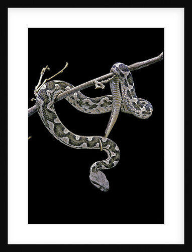 Daboia lebetina mauritanica (moorish viper) by Anonymous
