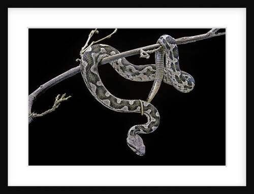 Daboia lebetina mauritanica (moorish viper) by Anonymous