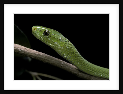 Dendroaspis angusticeps (common mamba) by Anonymous
