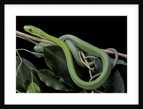 Dendroaspis angusticeps (common mamba) by Anonymous