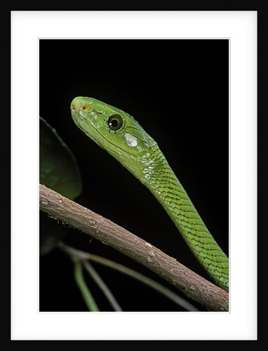 Dendroaspis angusticeps (common mamba) by Anonymous
