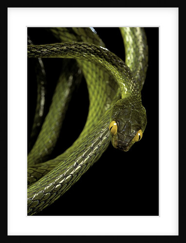Dipsadoboa duchesnii by Anonymous