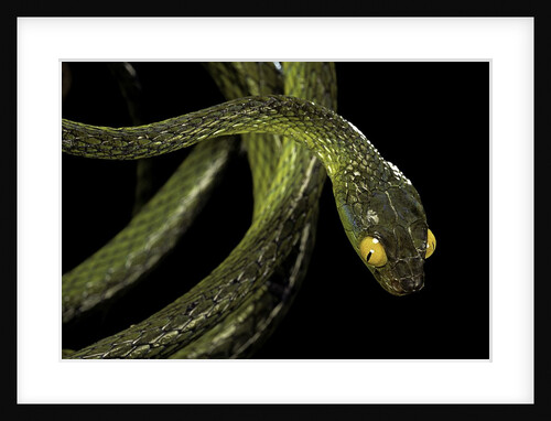 Dipsadoboa duchesnii by Anonymous