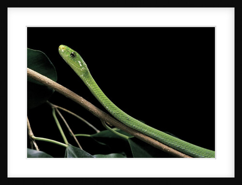 Dendroaspis angusticeps (common mamba) by Anonymous