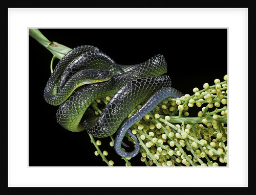 Dipsadoboa unicolor (Gunther's green tree snake) by Anonymous