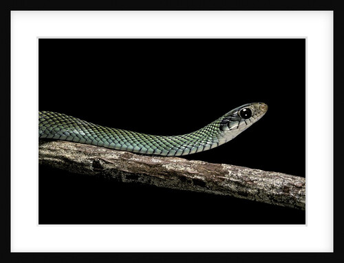 Drymobius margaritiferus (speckled racer) by Anonymous