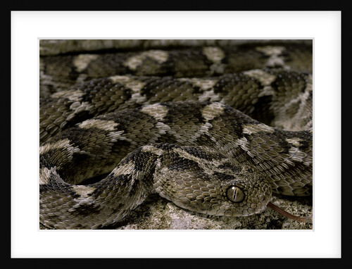 Echis leucogaster (Roman's saw-scaled viper) by Anonymous