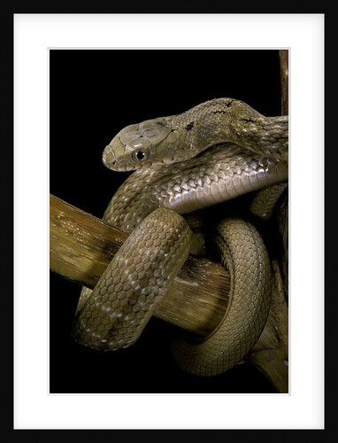 Elaphe carinata (king ratsnake, Taiwan stink snake) by Anonymous
