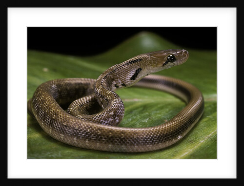 Elaphe helena (trinket snake) by Anonymous