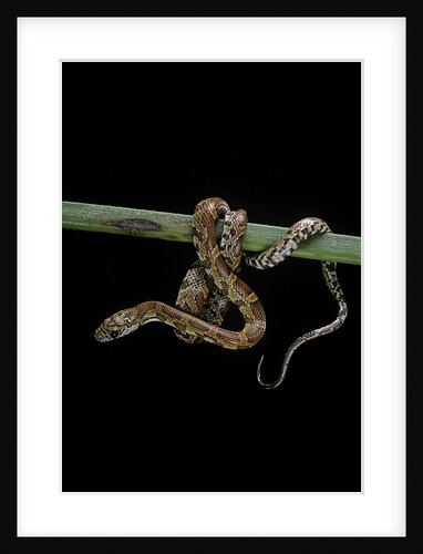 Elaphe guttata guttata (corn snake) by Anonymous