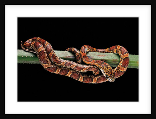 Elaphe guttata guttata (corn snake) by Anonymous