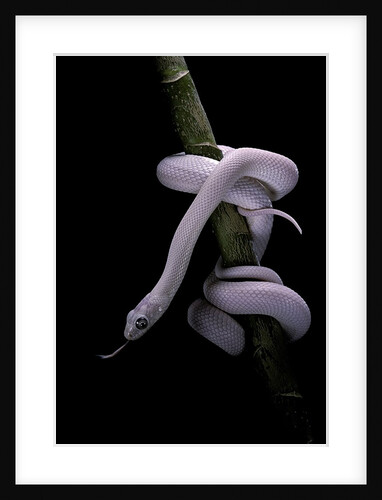 Elaphe obsoleta lindheimeri f. leucistic (Texas rat snake) by Anonymous