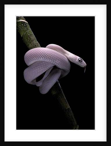Elaphe obsoleta lindheimeri f. leucistic (Texas rat snake) by Anonymous