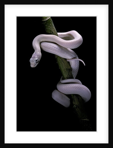Elaphe obsoleta lindheimeri f. leucistic (Texas rat snake) by Anonymous