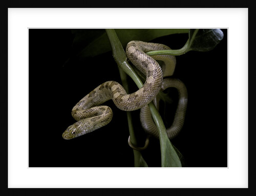 Elaphe obsoleta quadrivittata (yellow rat snake) by Anonymous