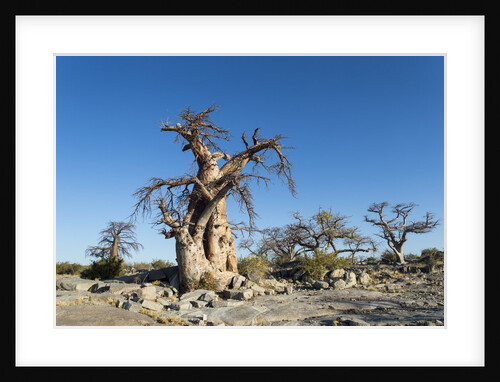 Baobab Trees, Kubu Island, Botswana by Anonymous