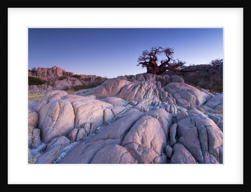 Baobab Tree at Dusk, Kubu Island, Botswana by Anonymous