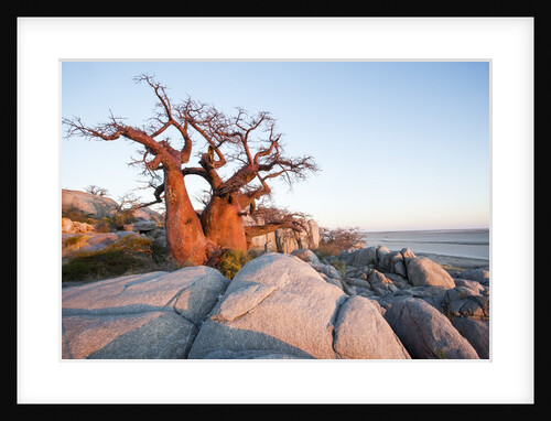 Baobab Tree at Dawn, Kubu Island, Botswana by Anonymous
