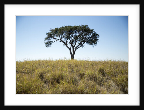Acacia Tree, Makgadikgadi Pan, Botswana by Anonymous