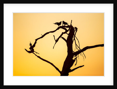 Birds on Tree at Dawn, Moremi Game Reserve, Botswana by Anonymous