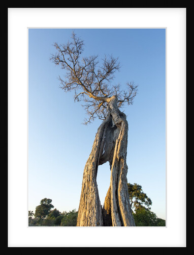 Acacia Tree at Sunset, Moremi Game Reserve, Botswana by Anonymous