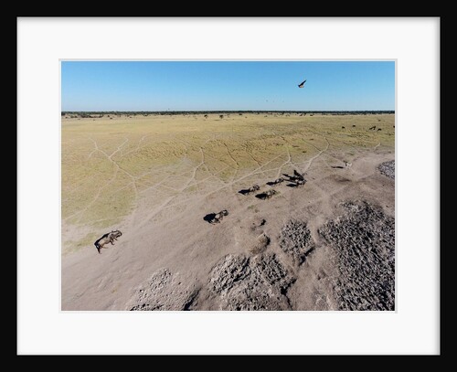 Aerial View of Wildebeest, Khama Rhino Reserve by Anonymous