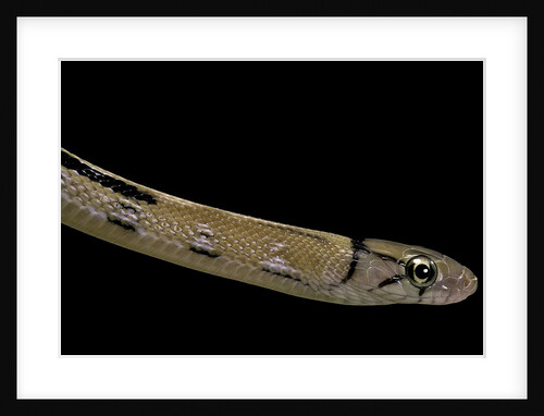 Elaphe radiata (Copperhead rat snake) by Anonymous