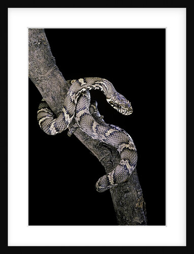 Elaphe schrencki schrencki (Amur rat snake) by Anonymous