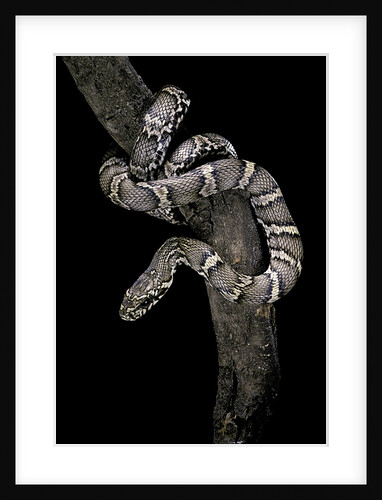 Elaphe schrencki schrencki (Amur rat snake) by Anonymous